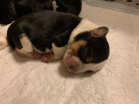 beagle puppies Image eClassifieds4u