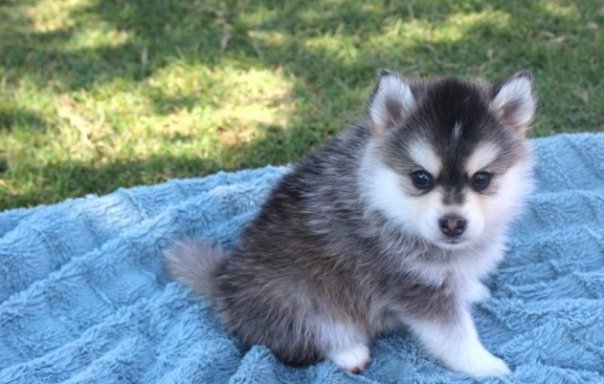 cdvf gn Pomsky Puppies Available Image eClassifieds4u