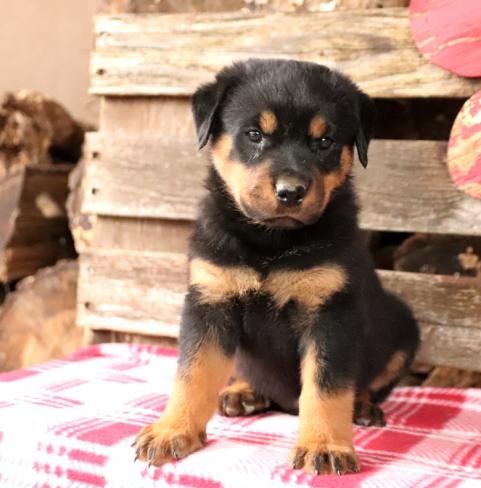 🟥🍁🟥C.K.C MALE AND FEMALE ROTTWEILER PUPPIES 🟥🍁🟥 Image eClassifieds4u