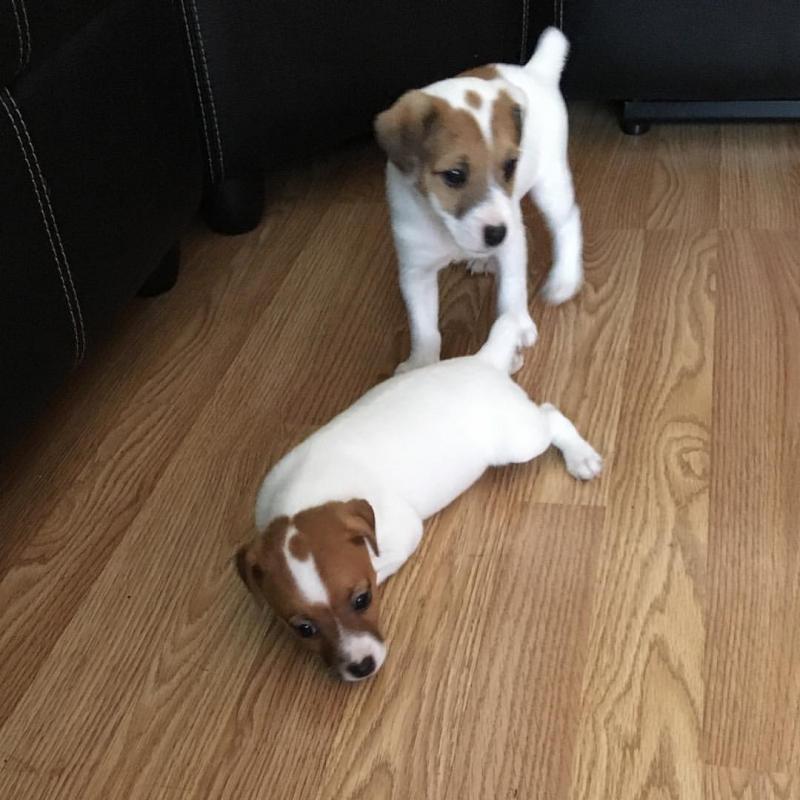 EXCELLENT jack russell (luizk096@gmail.com) Image eClassifieds4u