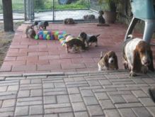 cb v bg six Basset Hound puppies f Image eClassifieds4U