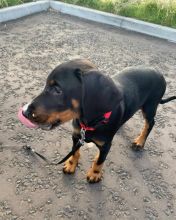 Adorable Doberman Pups Available Image eClassifieds4u 3