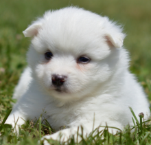 American Eskimo Dog puppies Image eClassifieds4u 2