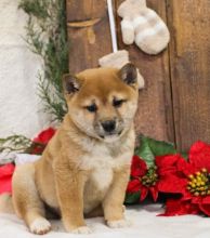 🟥🍁🟥 C.K.C MALE AND FEMALE SHIBA INU PUPPIES 🟥🍁🟥 Image eClassifieds4u 1