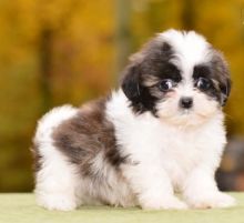 🟥🍁🟥 C.K.C MALE AND FEMALE SHIH TZU PUPPIES 🟥🍁🟥 Image eClassifieds4u 1