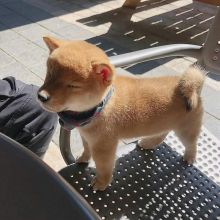 CUTE SHIBA INU (chenwibobo@gmail.com) Image eClassifieds4u 1