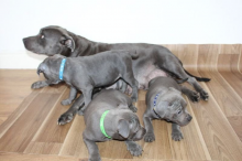 Staffordshire bull terrier pups ready to go Image eClassifieds4U