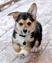 xsf bgnjh Trained Pembroke Welsh Corgi Puppies Image eClassifieds4U