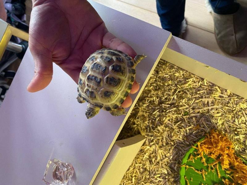 Lovely male and female Tortoise Image eClassifieds4u