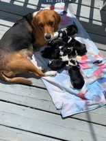 beagle puppy for sale