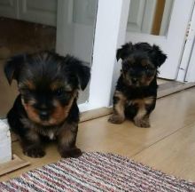 Healthy Yorkshire Terrier puppies