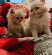 Pure Persian Kittens