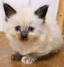 We have 2 male and female Siamese kittens for adoption.