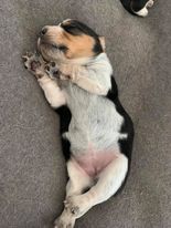 beagle puppy for sale Image eClassifieds4u