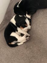 beagle puppy for sale Image eClassifieds4u 2