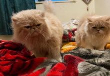Pure Persian Kittens Image eClassifieds4u 1