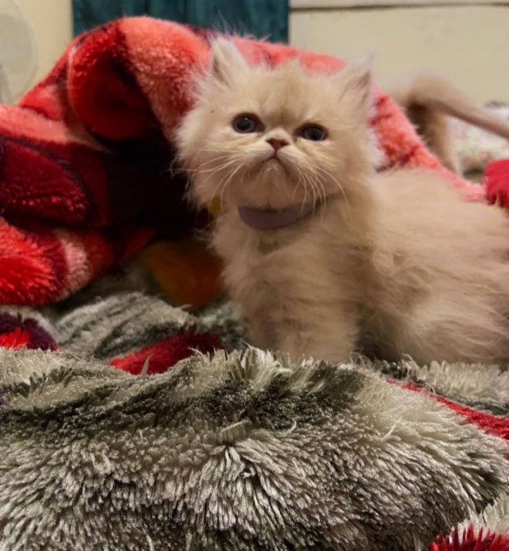 Pure Persian Kittens Image eClassifieds4u