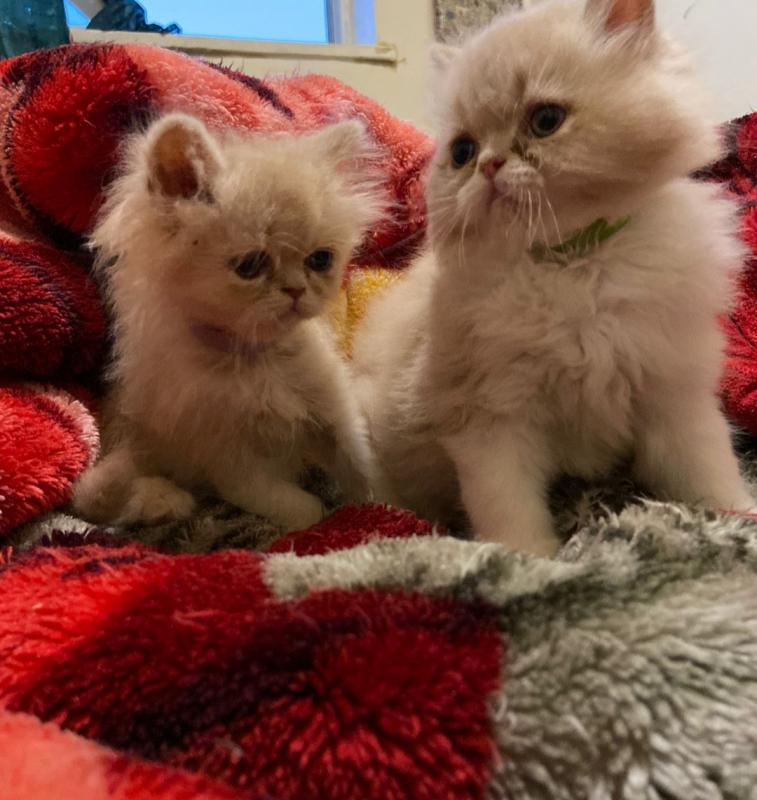 Pure Persian Kittens Image eClassifieds4u