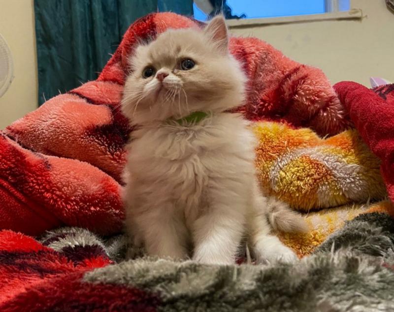 Pure Persian Kittens Image eClassifieds4u