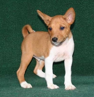 10 weeks old Basenji Puppies Image eClassifieds4u
