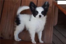 Amazing Papillon puppies.