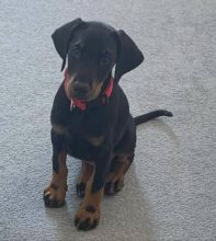 Absolutely adorable small loving and smart Doberman puppies available for rehoming