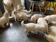 Beautiful German Shepherd Puppies