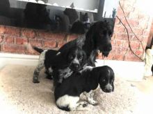 Coker Spaniels Pups available