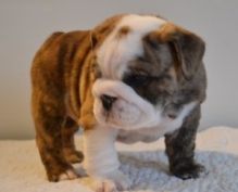 csvfb bfb Registered English Bulldog puppies