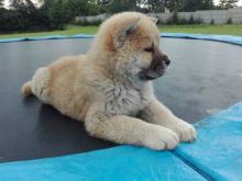 Cute Chow Chow Puppies Available