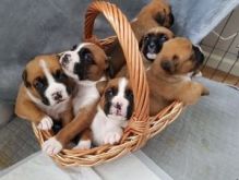 Cute male and female boxer puppies