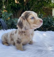 Dachshund Puppies Ready For A New Home