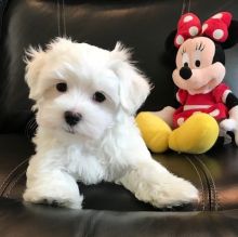 dghtthh Two Teacup Maltese Puppies Needs a New Family