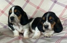 fryuytjyn rDFEG kc Basset Hound puppies