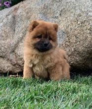 Healthy Chow Chow Puppies for Sale