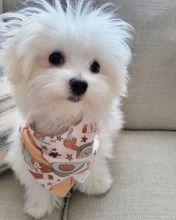 Maltese Puppies Seeking new homes