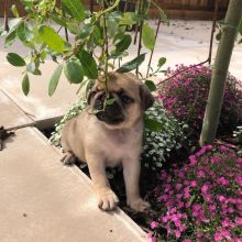 Registered Pedigree Pug Puppies Available