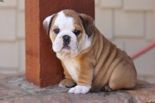 Super adorable English Bulldog puppies.