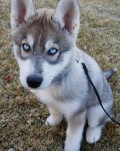 Top quality male and female Siberian Husky puppies.