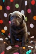 xghngh fhyy Adorable Labrador Retriever puppies for pet lovers