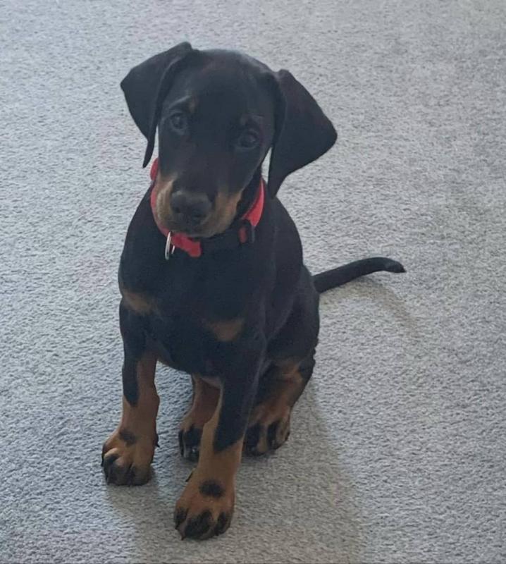 Absolutely adorable small loving and smart Doberman puppies available for rehoming Image eClassifieds4u