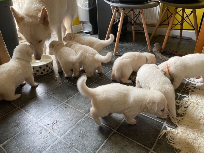 Beautiful German Shepherd Puppies Image eClassifieds4u
