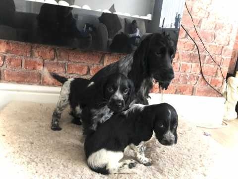 Coker Spaniels Pups available Image eClassifieds4u