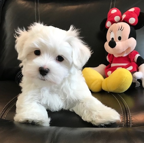 dghtthh Two Teacup Maltese Puppies Needs a New Family Image eClassifieds4u