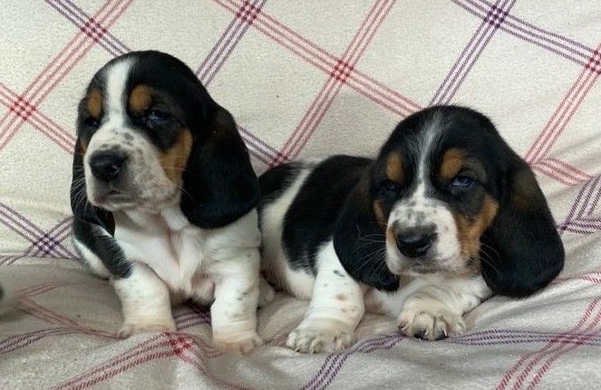 fryuytjyn rDFEG kc Basset Hound puppies Image eClassifieds4u