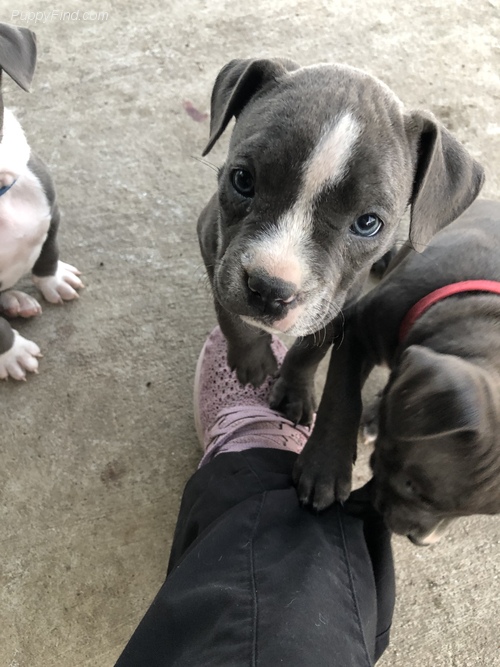 Lovely Cute Blue Nose Pitbull Puppies For Adoption Image eClassifieds4u