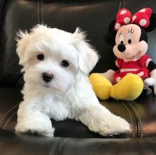 dghtthh Two Teacup Maltese Puppies Needs a New Family Image eClassifieds4U