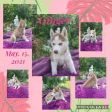 Superior Siberian Husky puppies Image eClassifieds4u 2