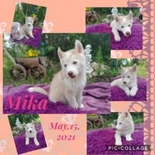 Superior Siberian Husky puppies Image eClassifieds4u 1