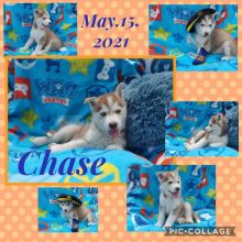 Superior Siberian Husky puppies Image eClassifieds4u 3